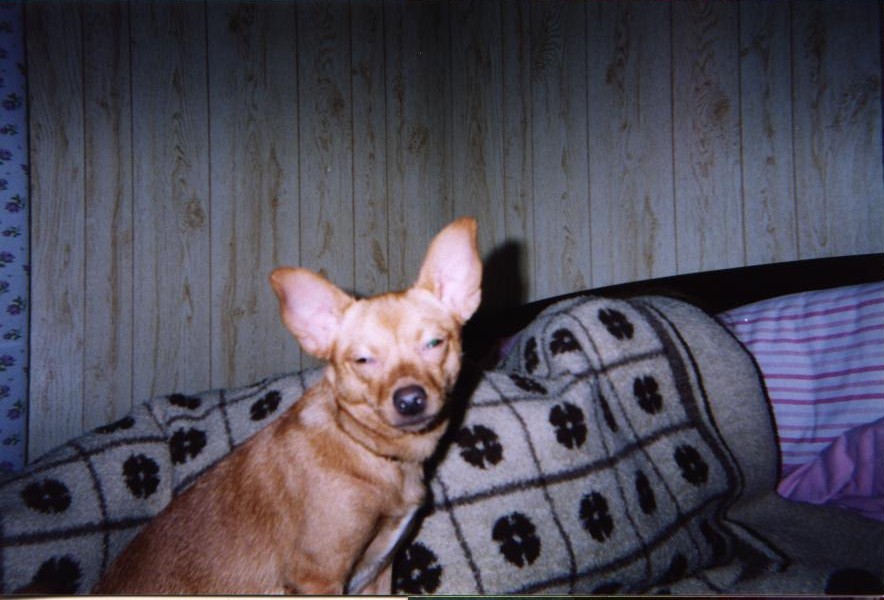 Wigglerpuppy10.JPG