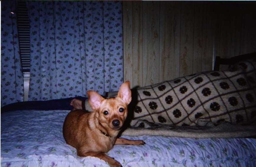 Wigglerpuppy13.JPG