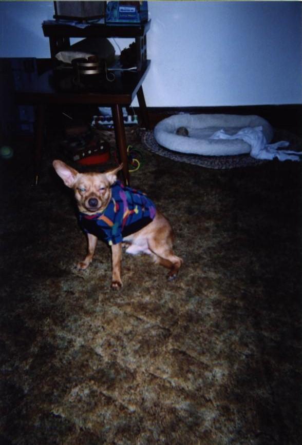 wigglerpuppy15.jpg
