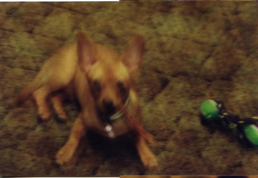 wigglerpuppy26.jpg